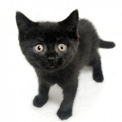 ミヌエット（旧ナポレオン）