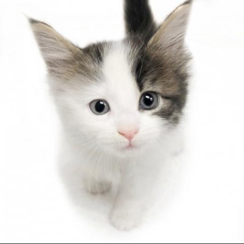 ノルウェージャンフォレストキャット