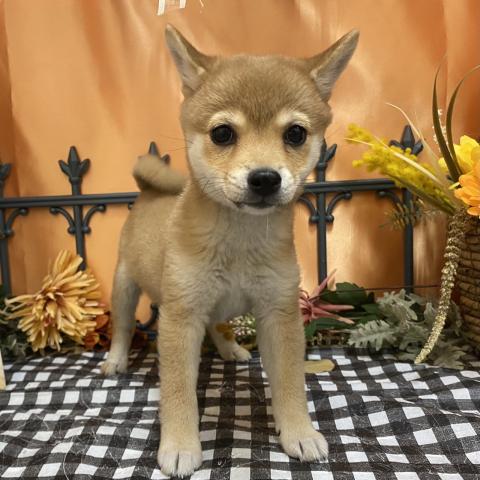 柴犬