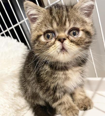 エキゾチックショートヘアー