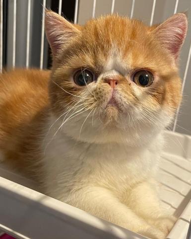 エキゾチックショートヘアー