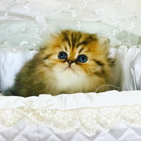 ペルシャ・ヒマラヤン