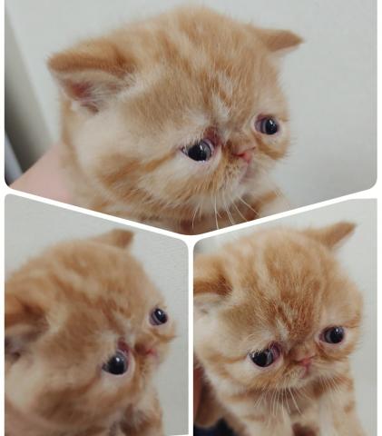エキゾチックショートヘアー