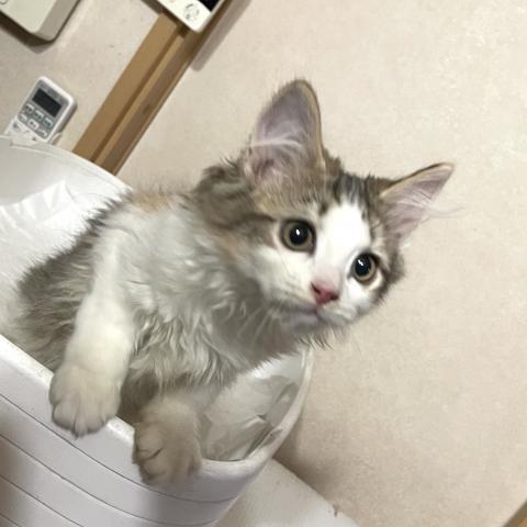 キンカロー