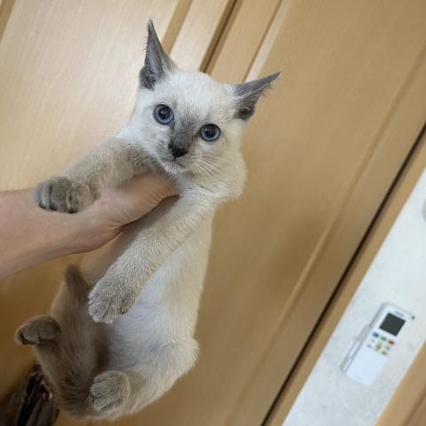 ロシアンブルー