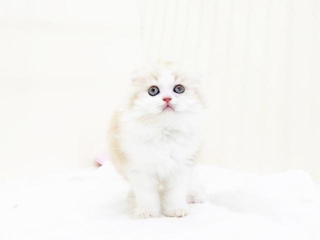 スコティッシュフォールド