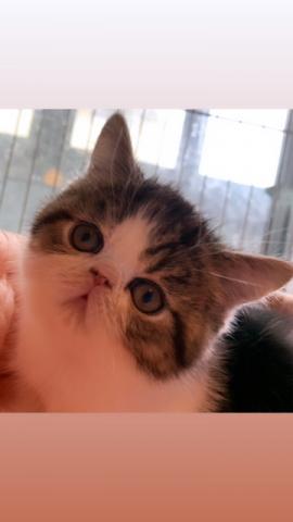 エキゾチックショートヘアー