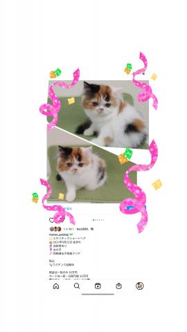 エキゾチックショートヘアーロング