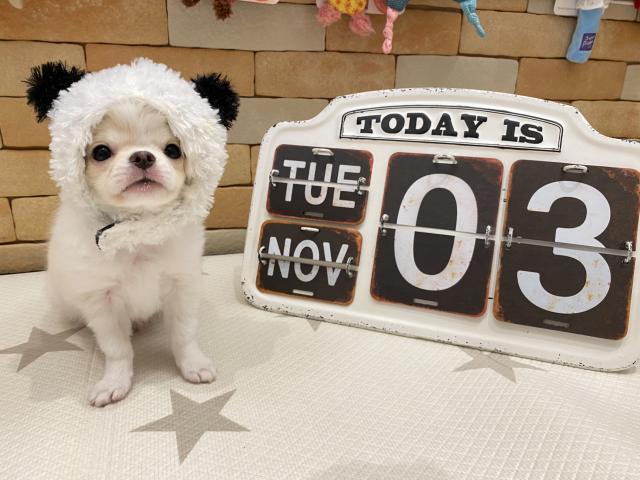 チワワ（ロングコート）