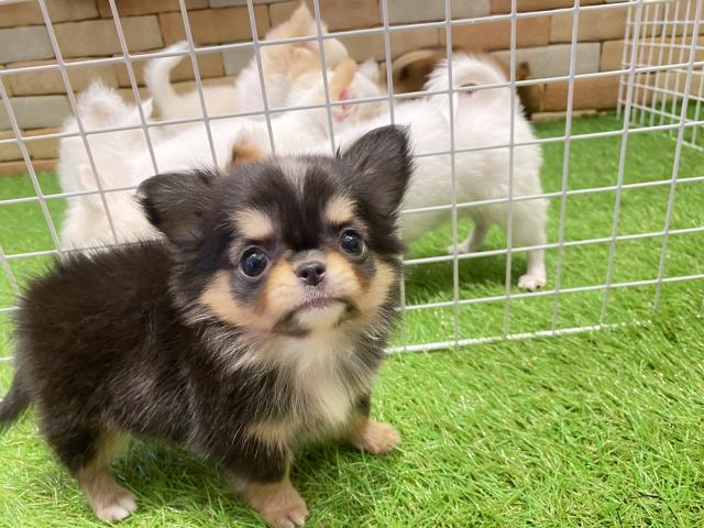 チワワ（ロングコート）