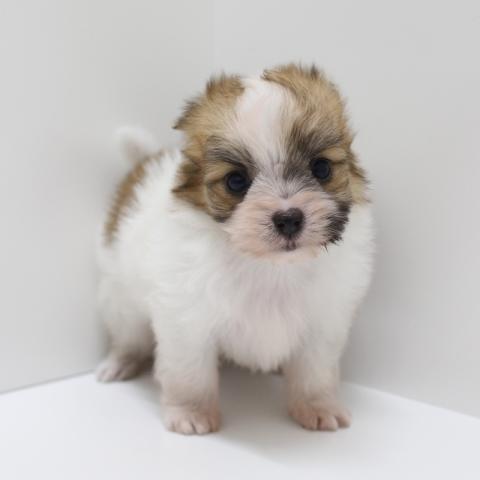 ぺピカファミリー松戸店 千葉県 子犬や子猫たちのペット販売情報が満載 ペットステーション ぺピカファミリー松戸店 千葉県 子犬や子猫たちのペット販売情報が満載 ペットステーション