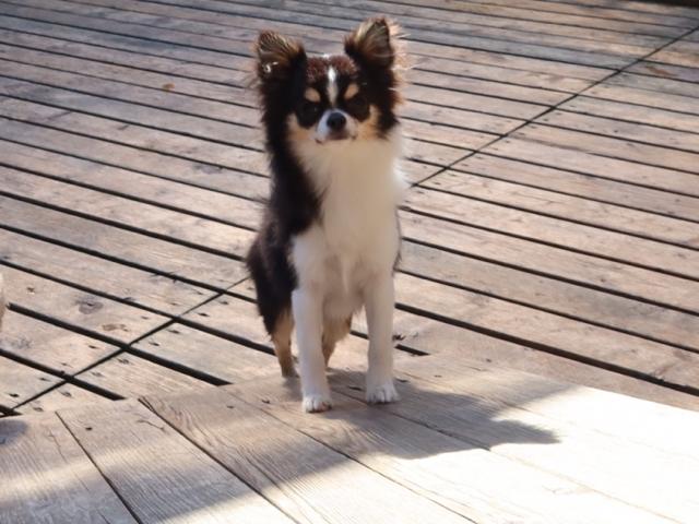 チワワ(ロングコート)