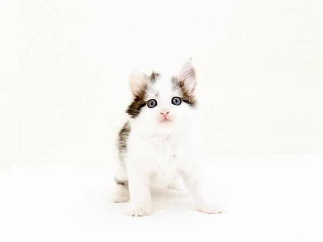 ノルウェージャンフォレストキャット