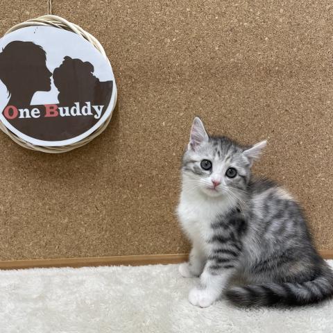 One Buddy新船橋店 千葉県 子犬や子猫たちのペット販売情報が満載 ペットステーション