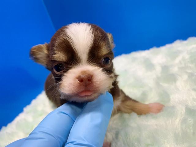 チワワ（ロングコート）むちゃ可愛い天使くん♡