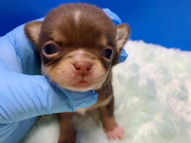 チワワ(スムースコート)むちゃ可愛い天使ちゃん♡