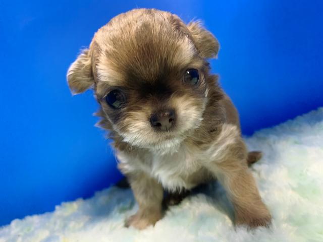 チワワ（ロングコート）イケメン兄弟♡