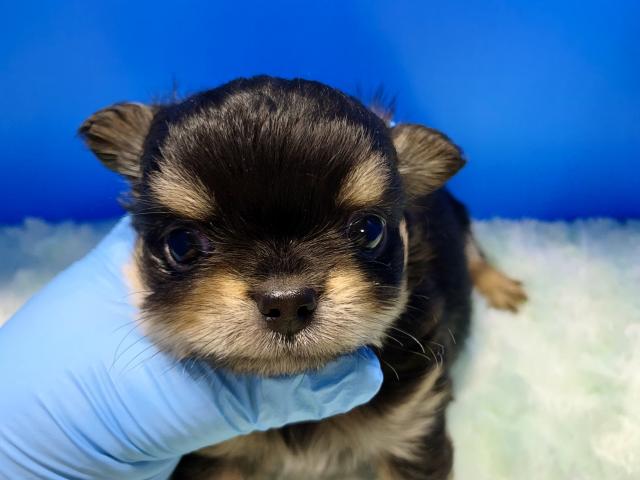 チワワ（ロングコート）イケメン兄弟♡