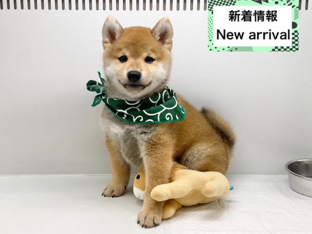 柴犬
