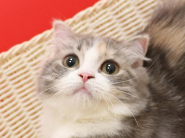 スコティッシュフォールド