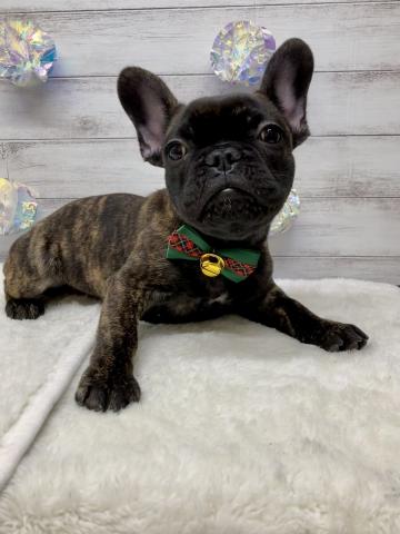 フレンチブルドッグ