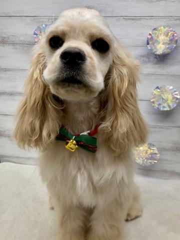 アメリカンコッカースパニエル