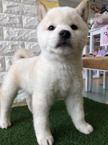 柴犬