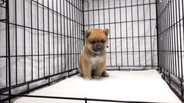 柴犬【小ぶりサイズです。現金でお支払いの場合、生体価格より５％割引致します】