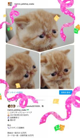 エキゾチックショートヘアー