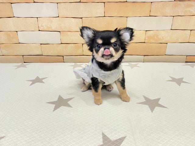 チワワ（ロングコート）