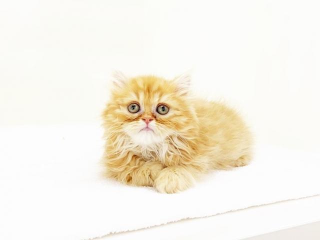 スコティッシュフォールド