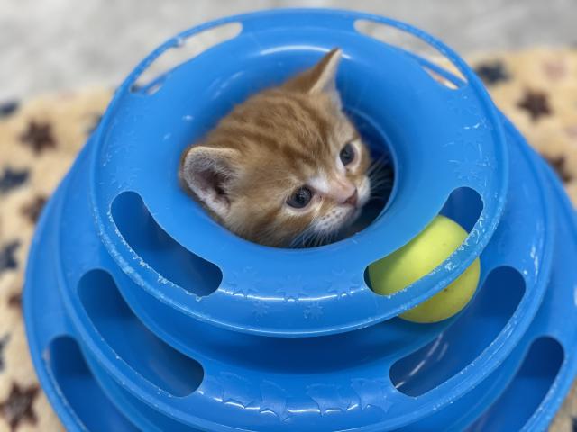 スコティッシュフォールド