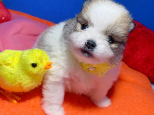 ポメラニアンパーティーカラーの天使ちゃん♡