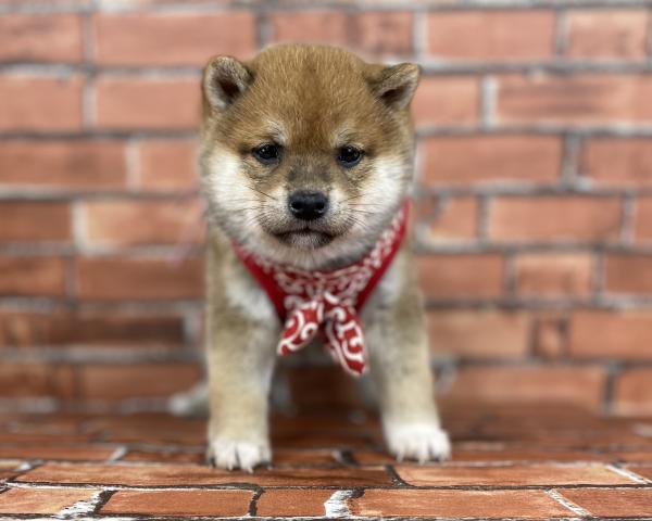 柴犬豆柴