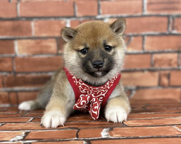 柴犬豆柴