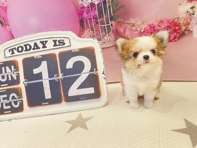 チワワ（ロングコート）