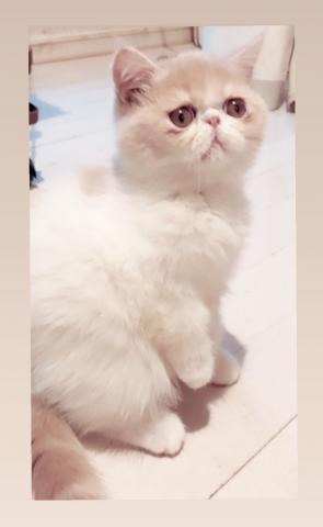エキゾチックショートヘアー
