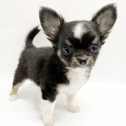 チワワ(ロングコート)