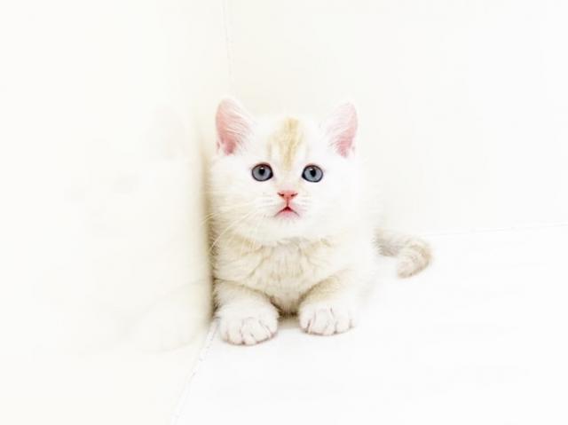 マンチカン