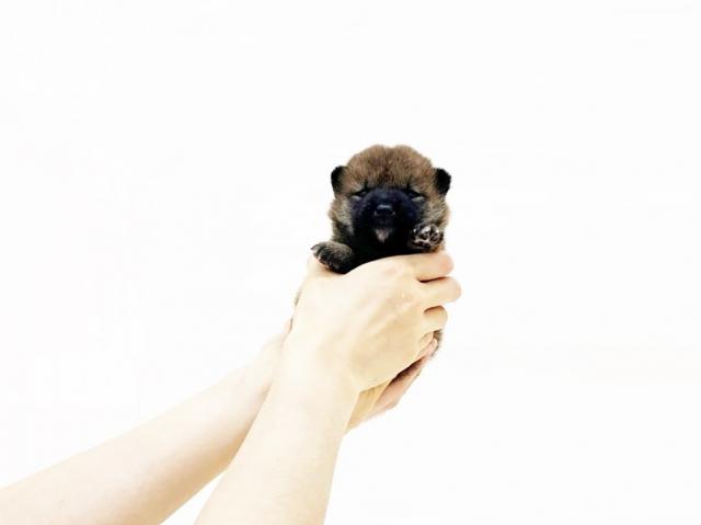 豆柴犬