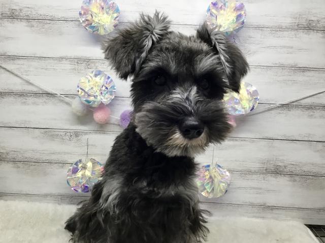 ミニチュアシュナウザー