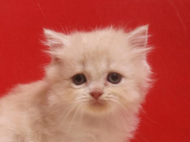 スコティッシュフォールド