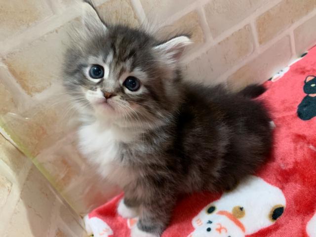 サイベリアン濃いブラウンカラーのお姫様♡♡