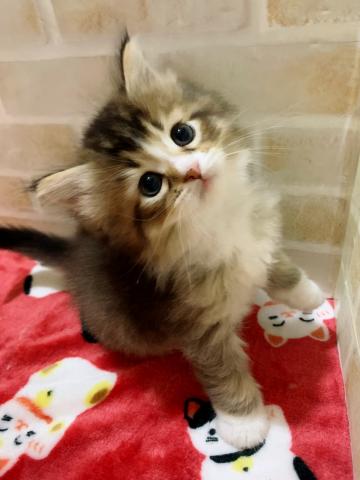 サイベリアン胸きゅんレベルのイケメンくん♡