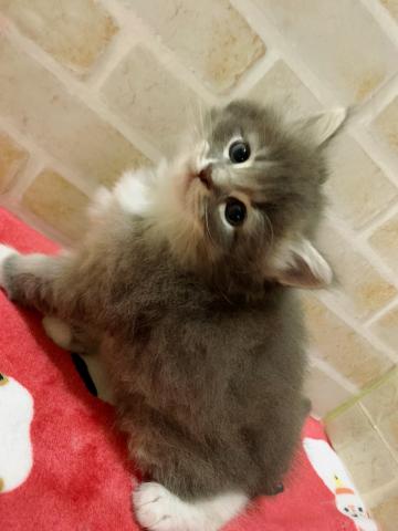 サイベリアン溢れんばかりの美貌♡