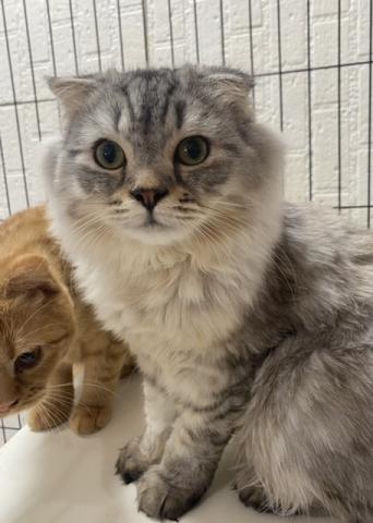 スコティッシュフォールド