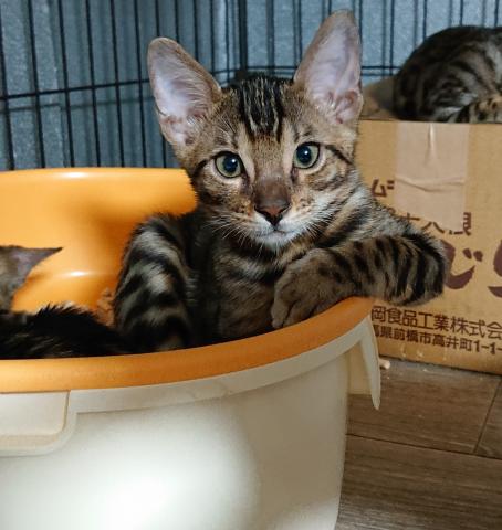 ベンガルシルキータッチ✋グリッター有り✨