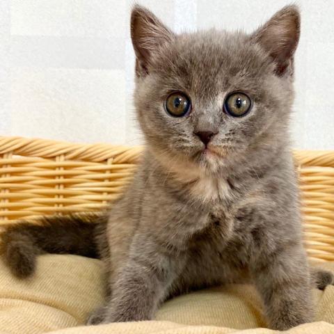 ブリティッシュショートヘア