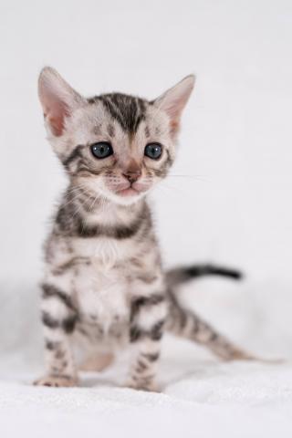 ベンガル