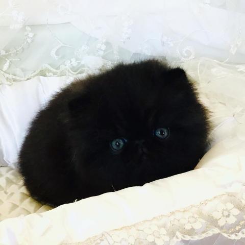エキゾチックロングヘアー